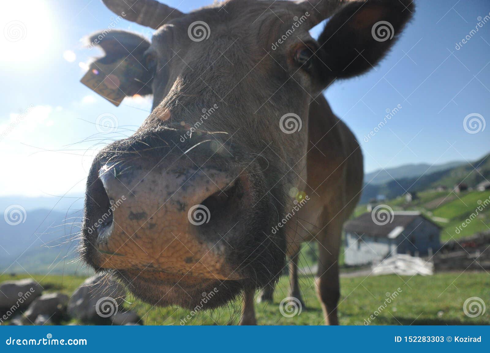 Grazing Cows In Georgia Lesser Caucasus Stock Image Image Of Climate