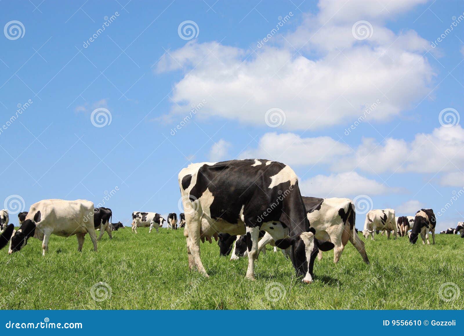 Grazing Dairy Cows stock photo. Image of globalwarming 9556610