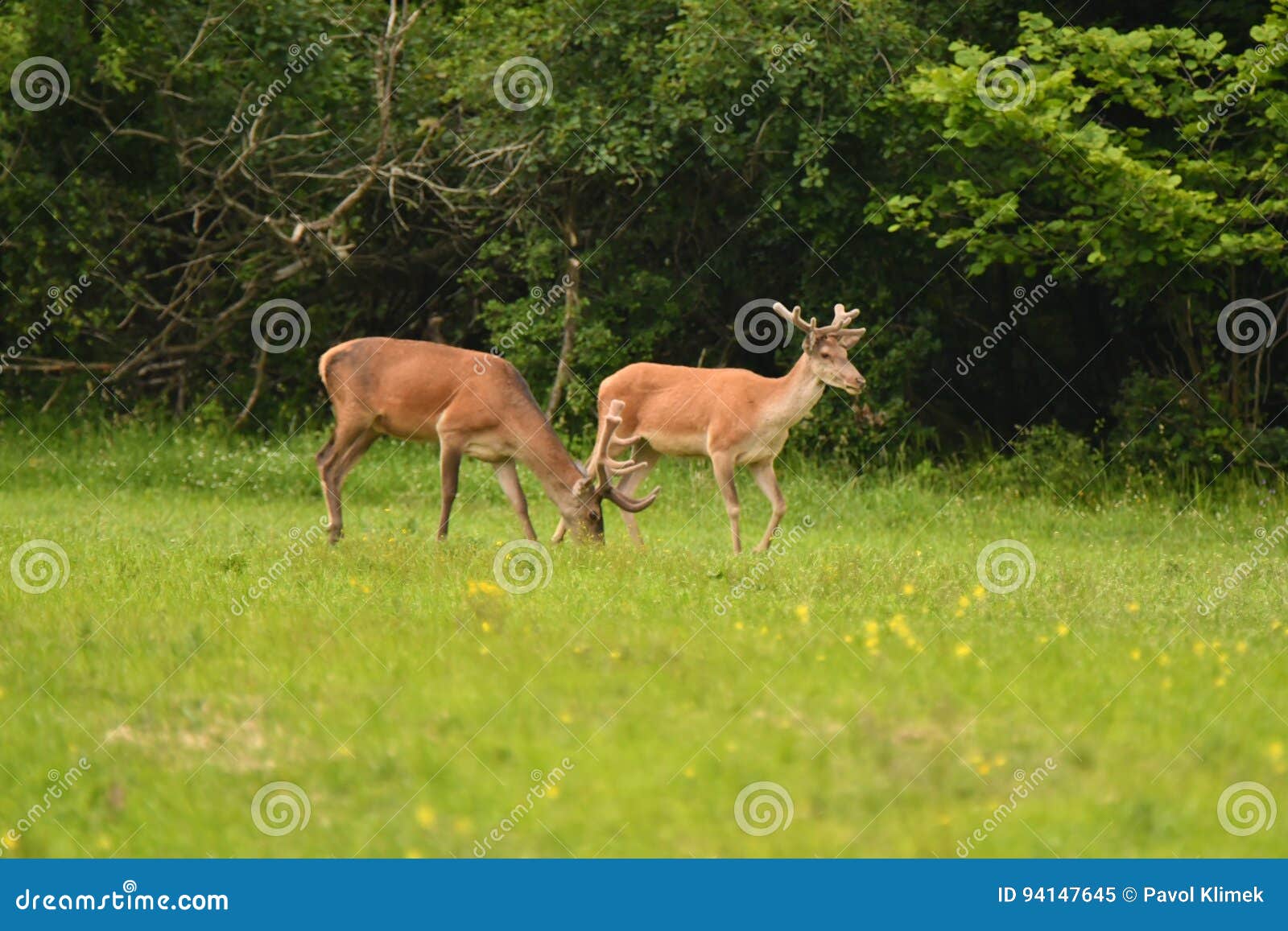 Grazing Deers Stag Hart on the Meadow Stock Image Image of field, wilderness 94147645