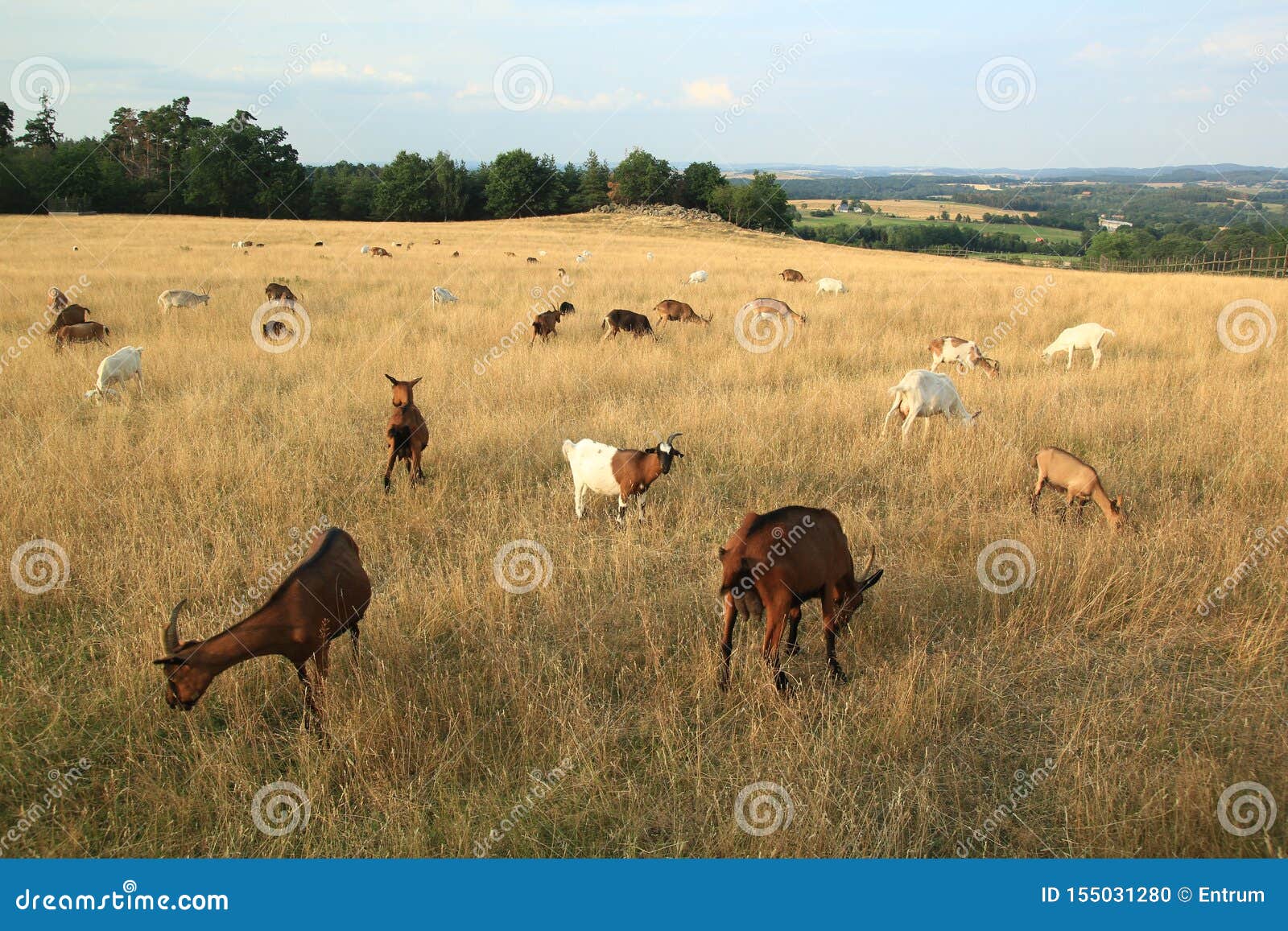 Grazing Herd of Goats in the Fields, Dry Grass Stock Photo Image of animal, forest 155031280