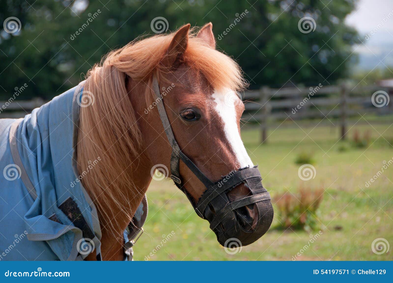 Grazing Mask stock image. Image of field, equine, mare 54197571