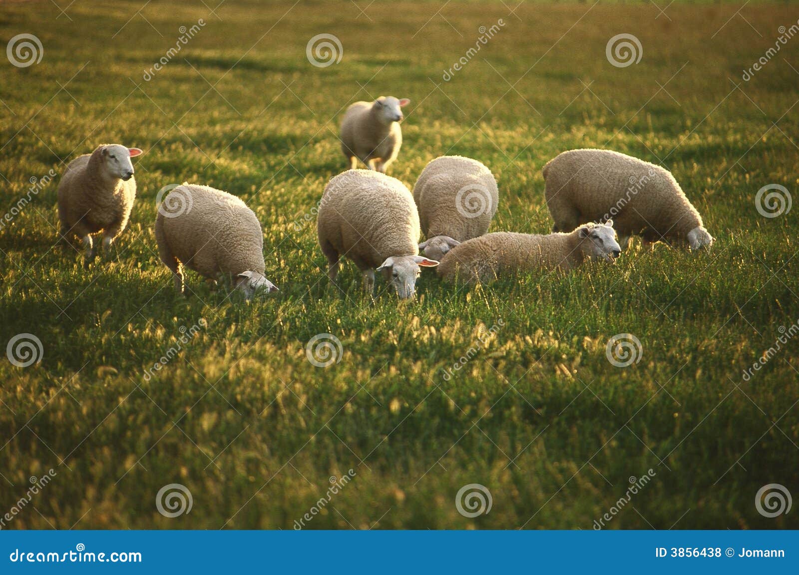 grazing sheep.