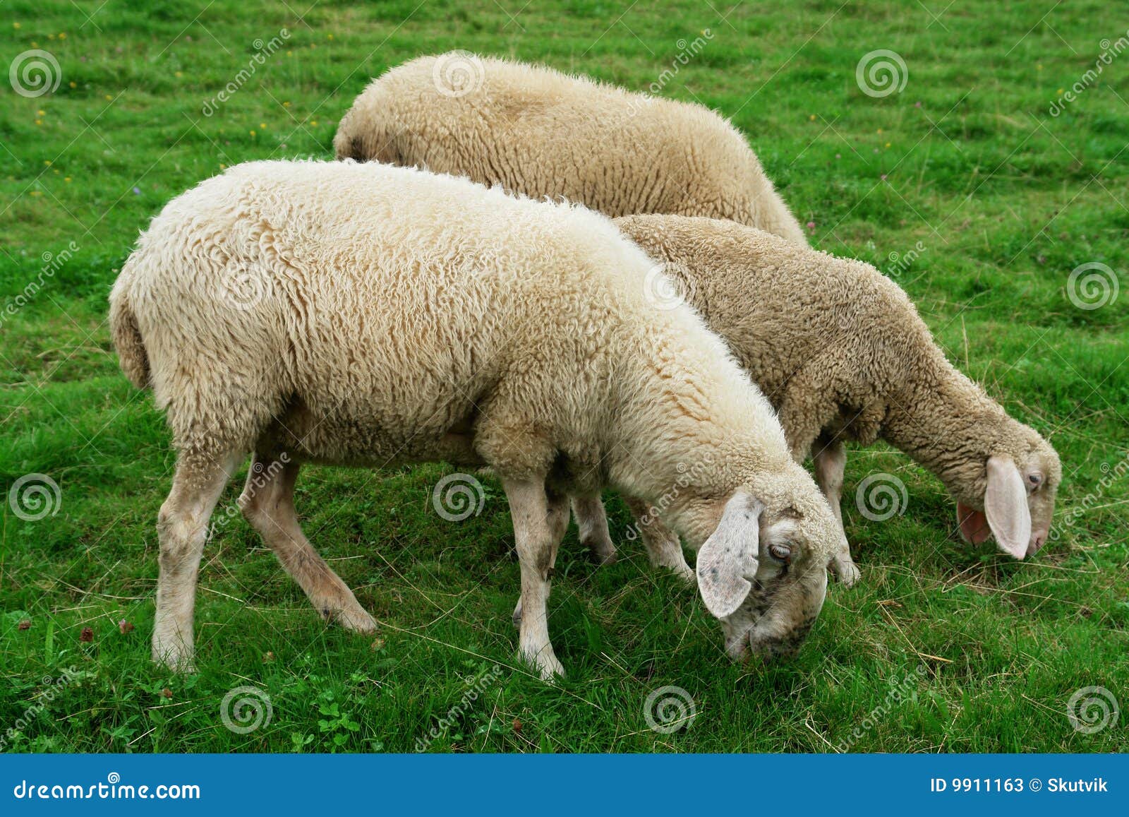 grazing sheep