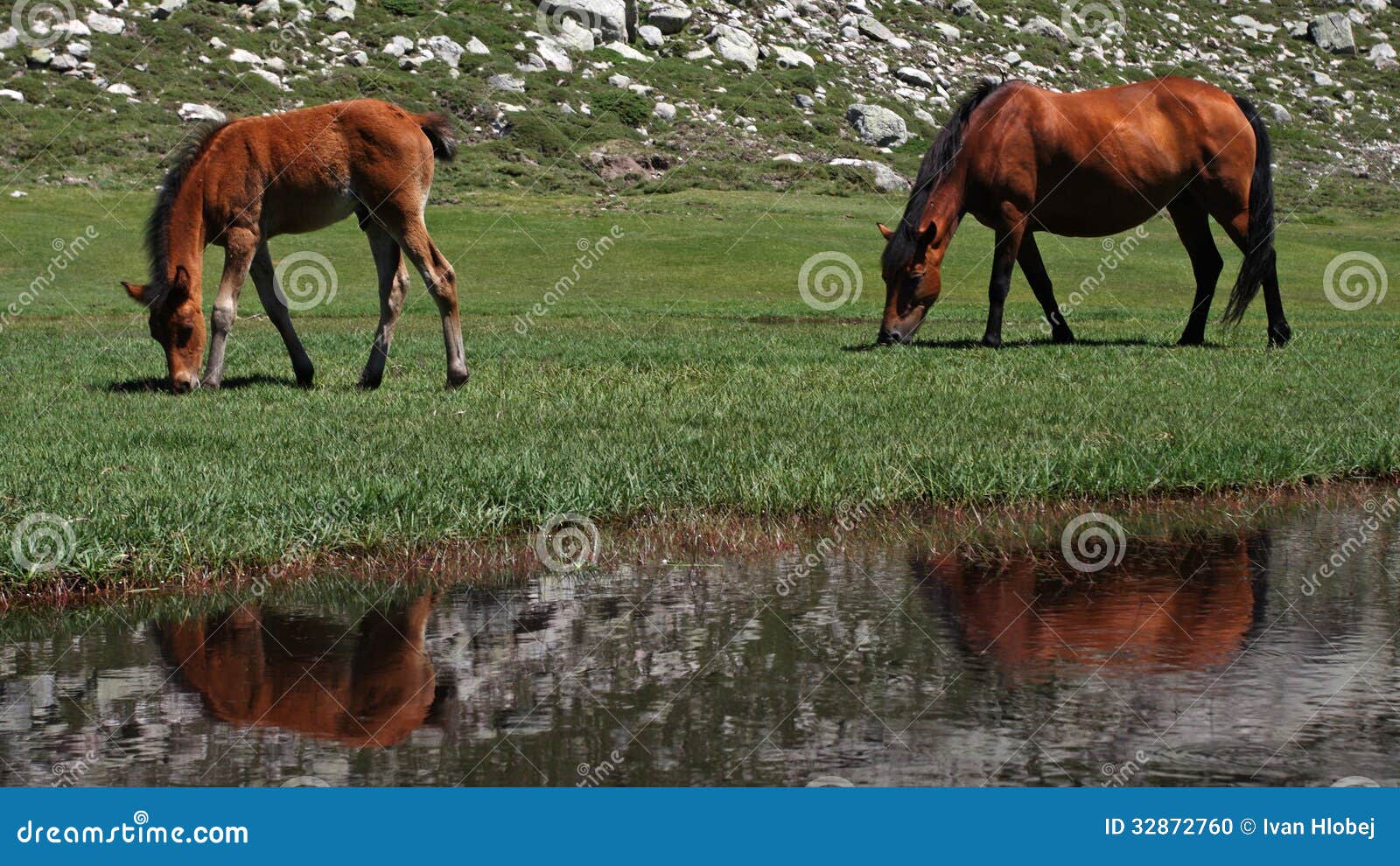 grazing at lac de nino , corsica