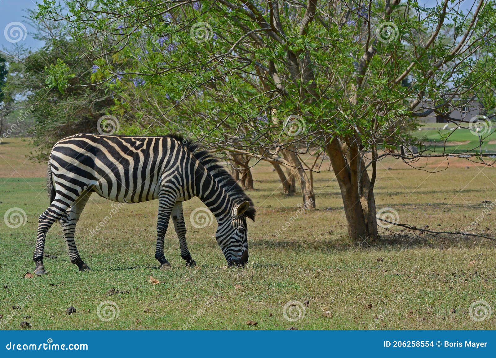 A grazing Zebra at Pazuri Outdoor Park, close by Lusaka in Zambia, Africa.