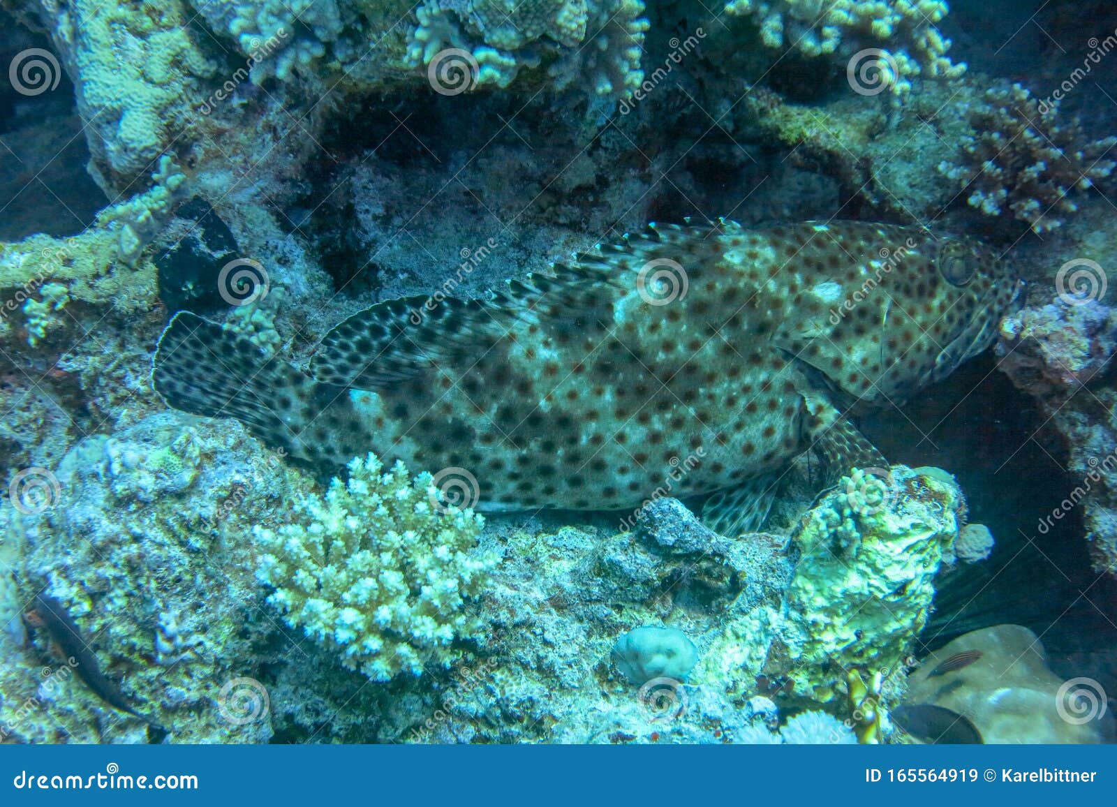 the greasy grouper lurks for prey. epinephelus tauvinaknown or arabian grouper have a wide, upward-facing mouth with rather thick