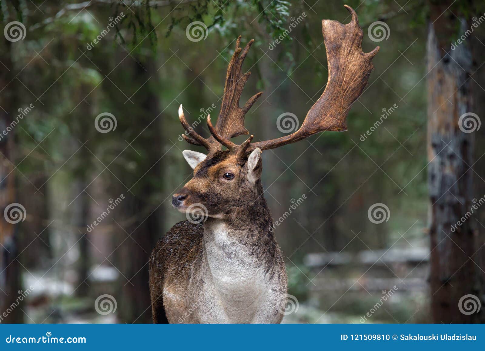 great adult fallow deer with big horns, beautifully turned head. european wildlife landscape with deer stag. portrait of lonely de