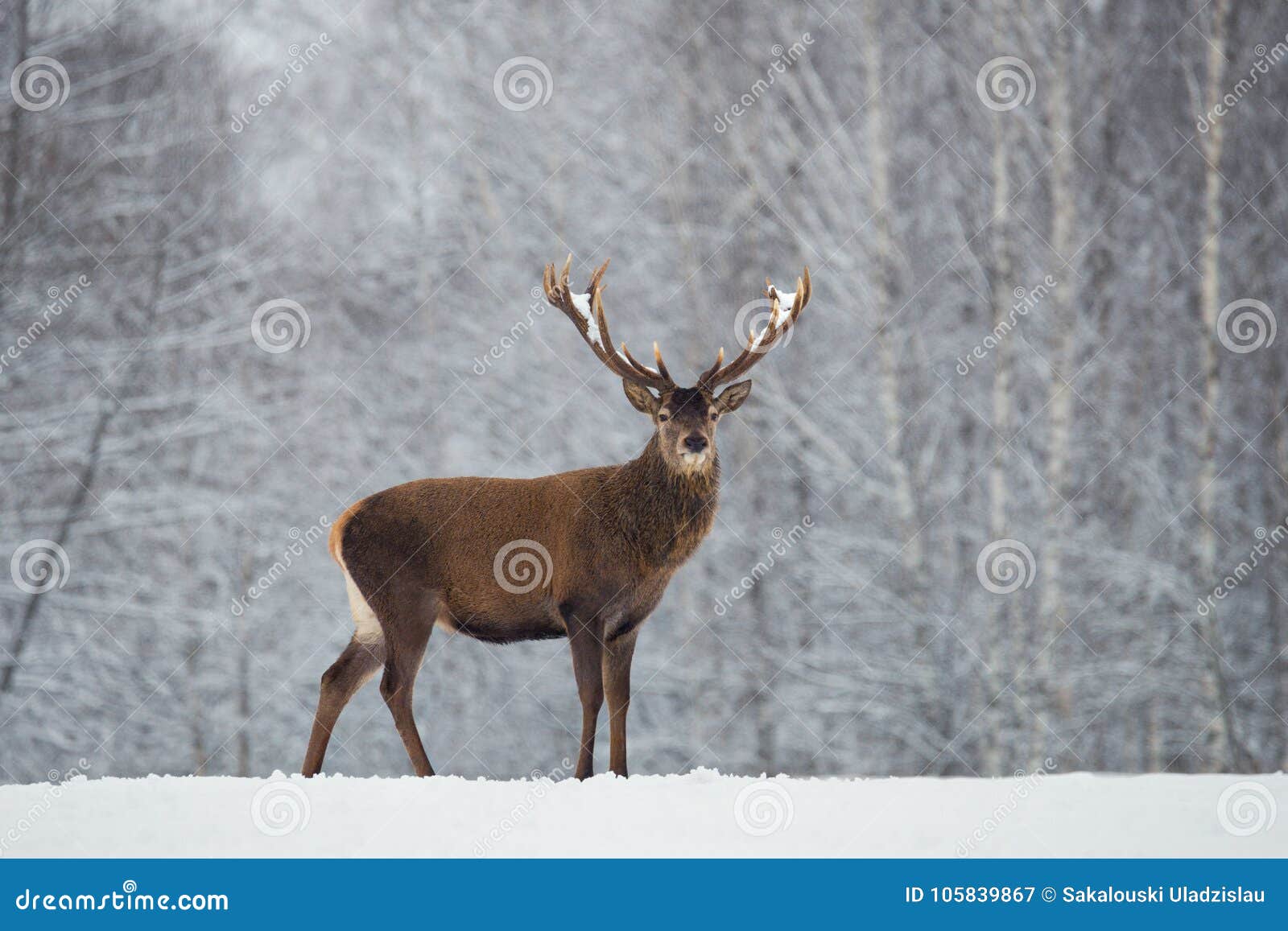 great adult noble red deer with big beautiful horns on snowy field on forest background. cervus elaphus. deer stag close-up