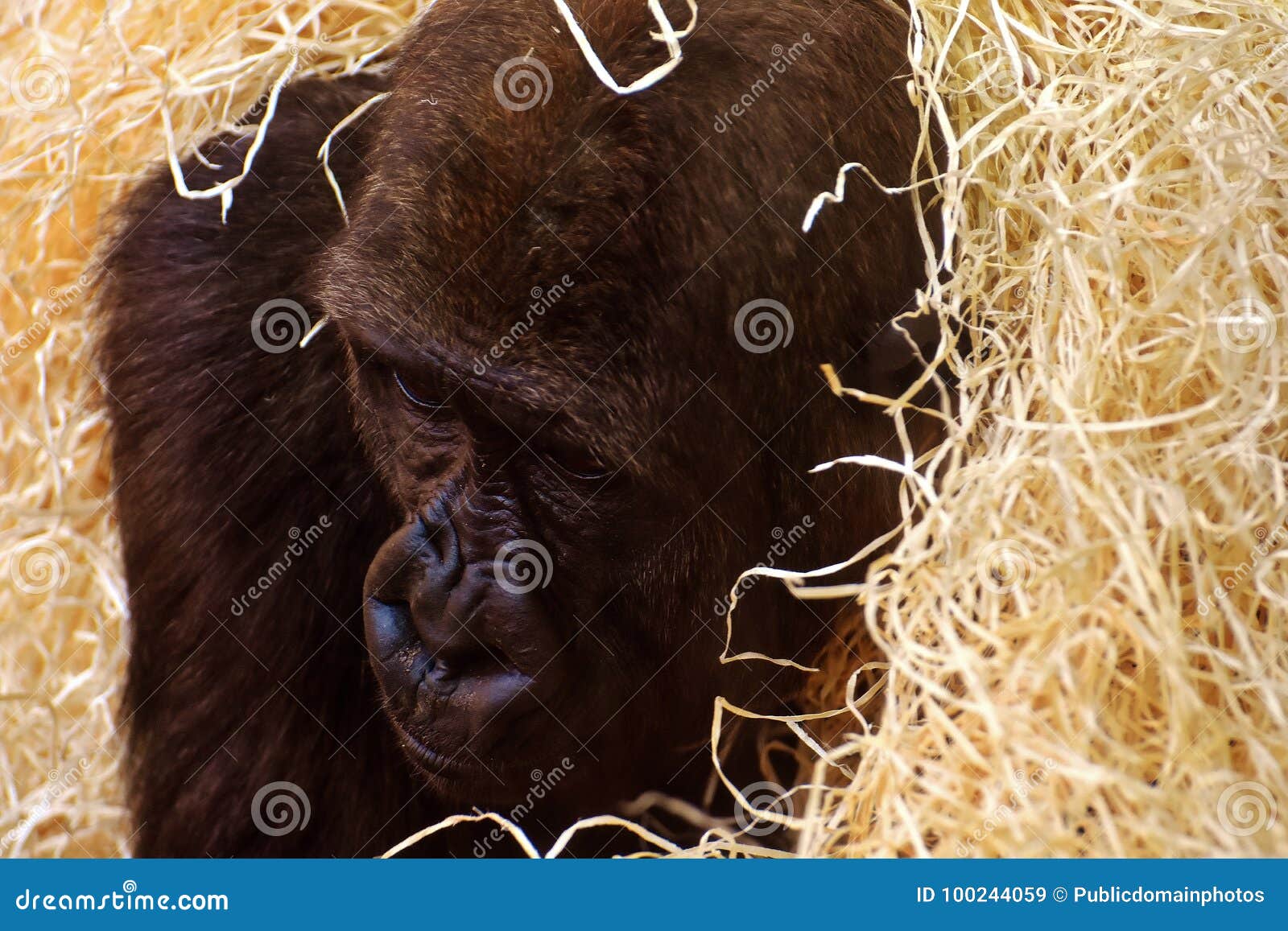 Download Great Ape, Mammal, Orangutan, Primate Picture. Image: 100244059