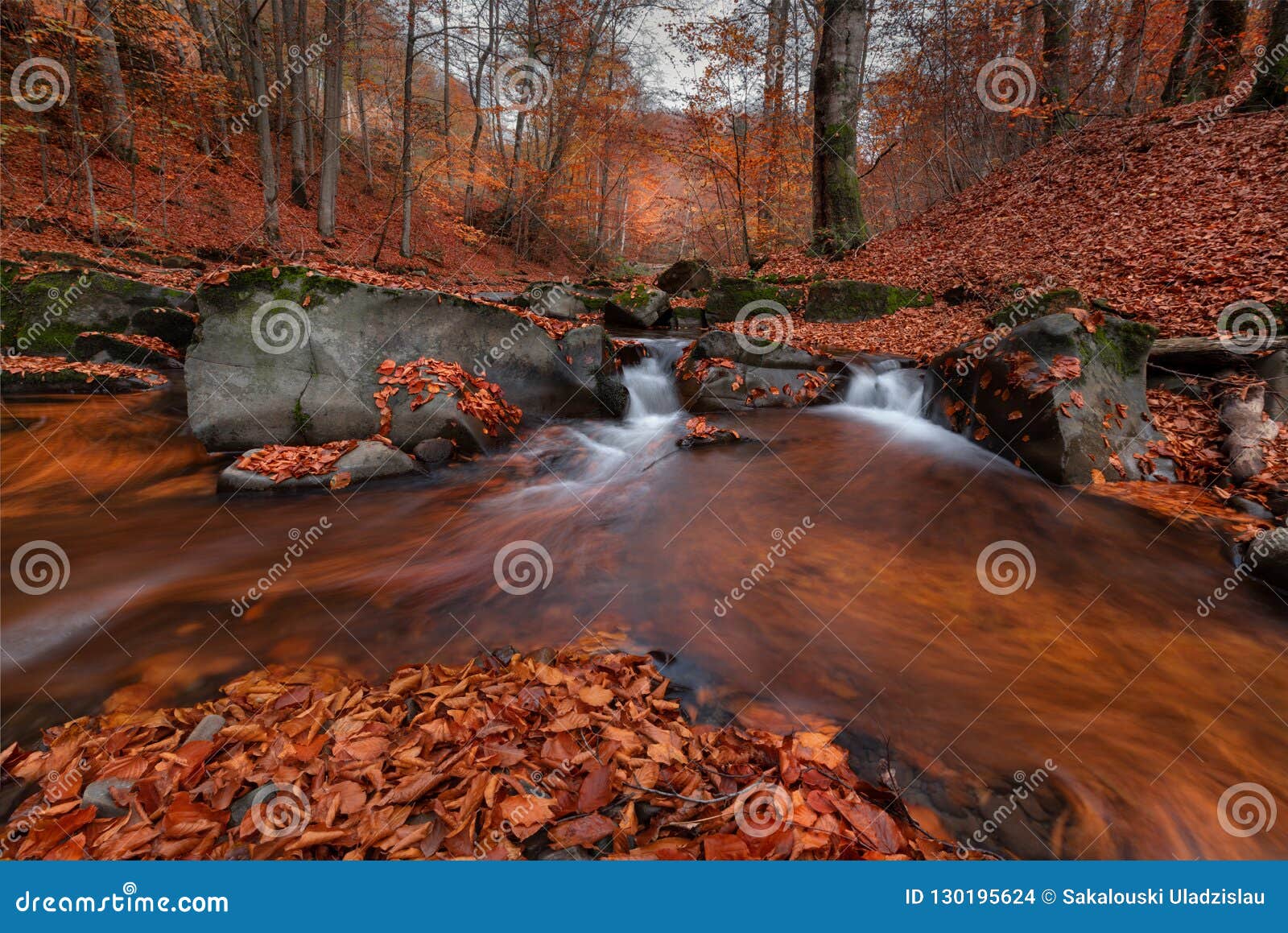 great autumn forest landscape in orange color with beautiful creek and misty forest. enchanted autumn beech forest with red fallin