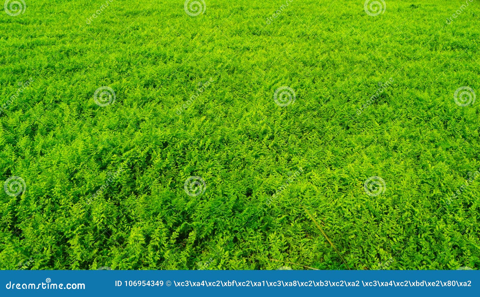 the grassland in green