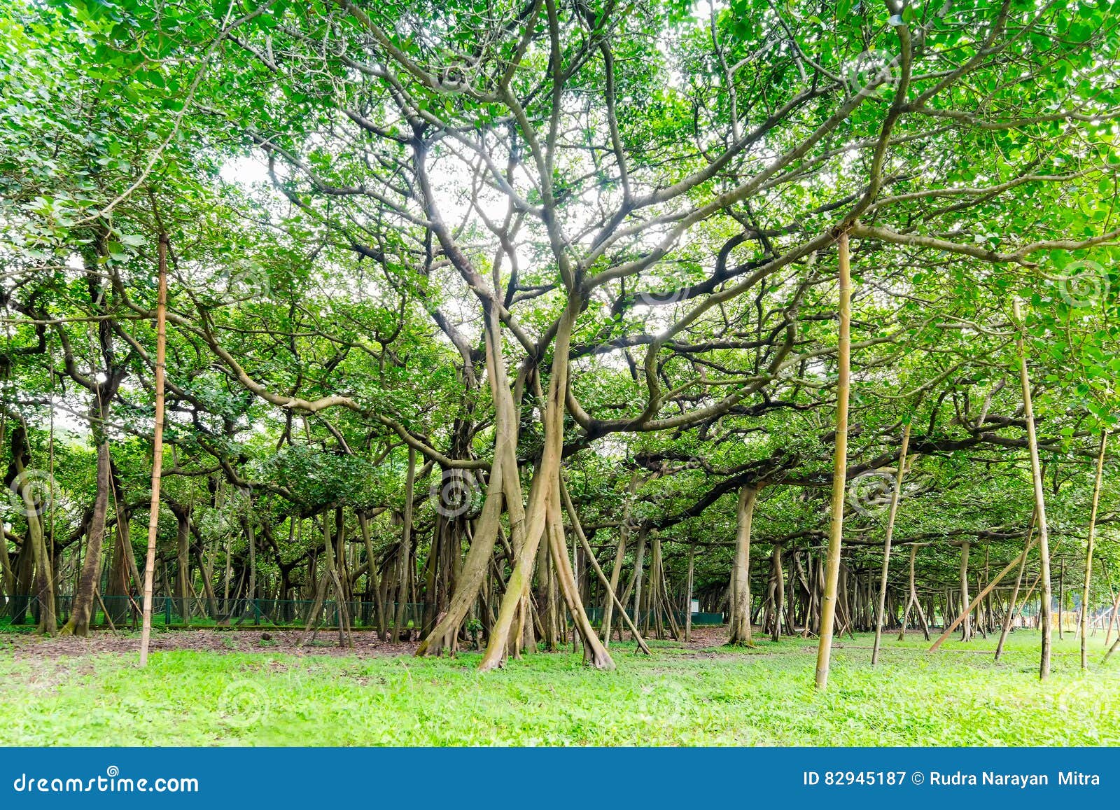 Botanical Garden Kolkata Banyan Tree