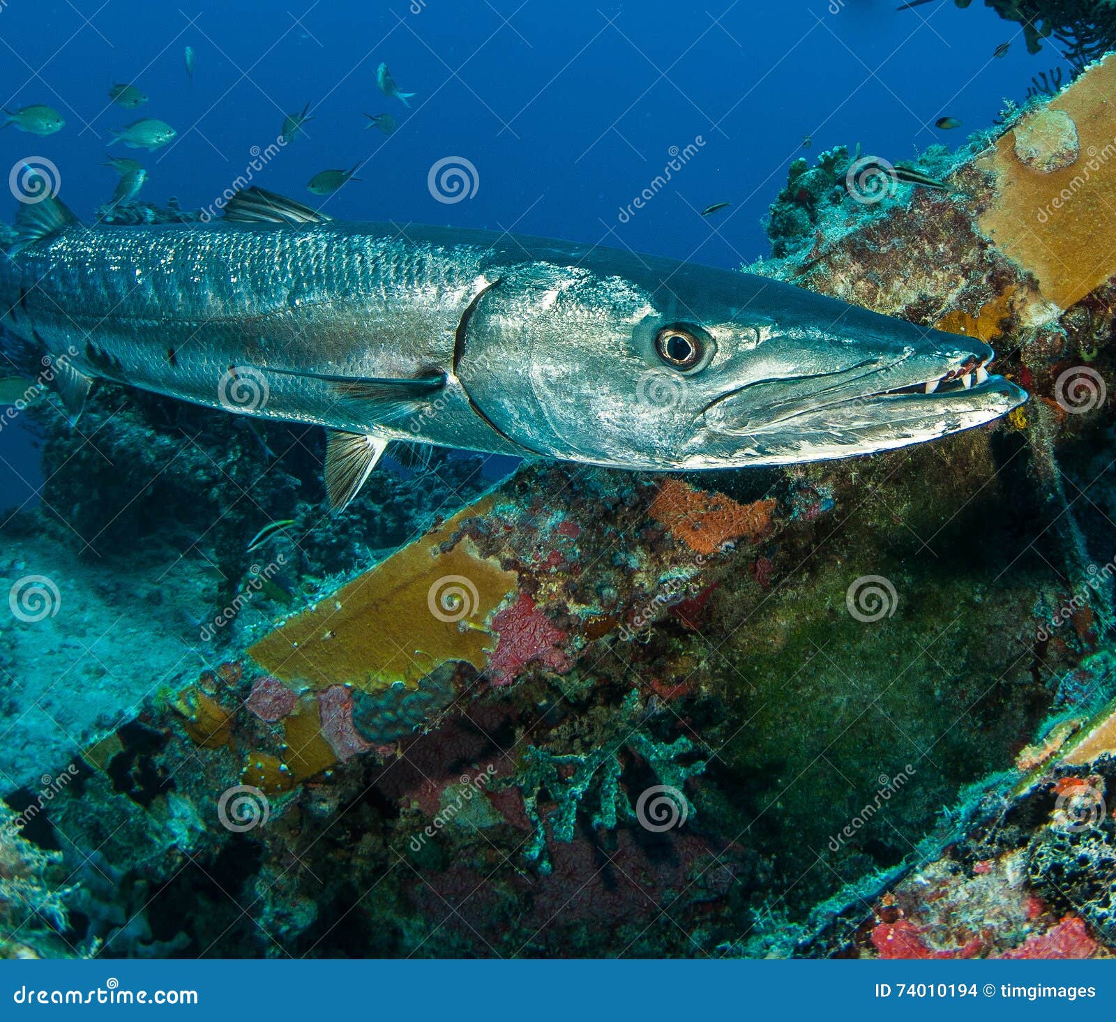 great barracuda, sphyraena barracuda, on the spiegel grove wreck