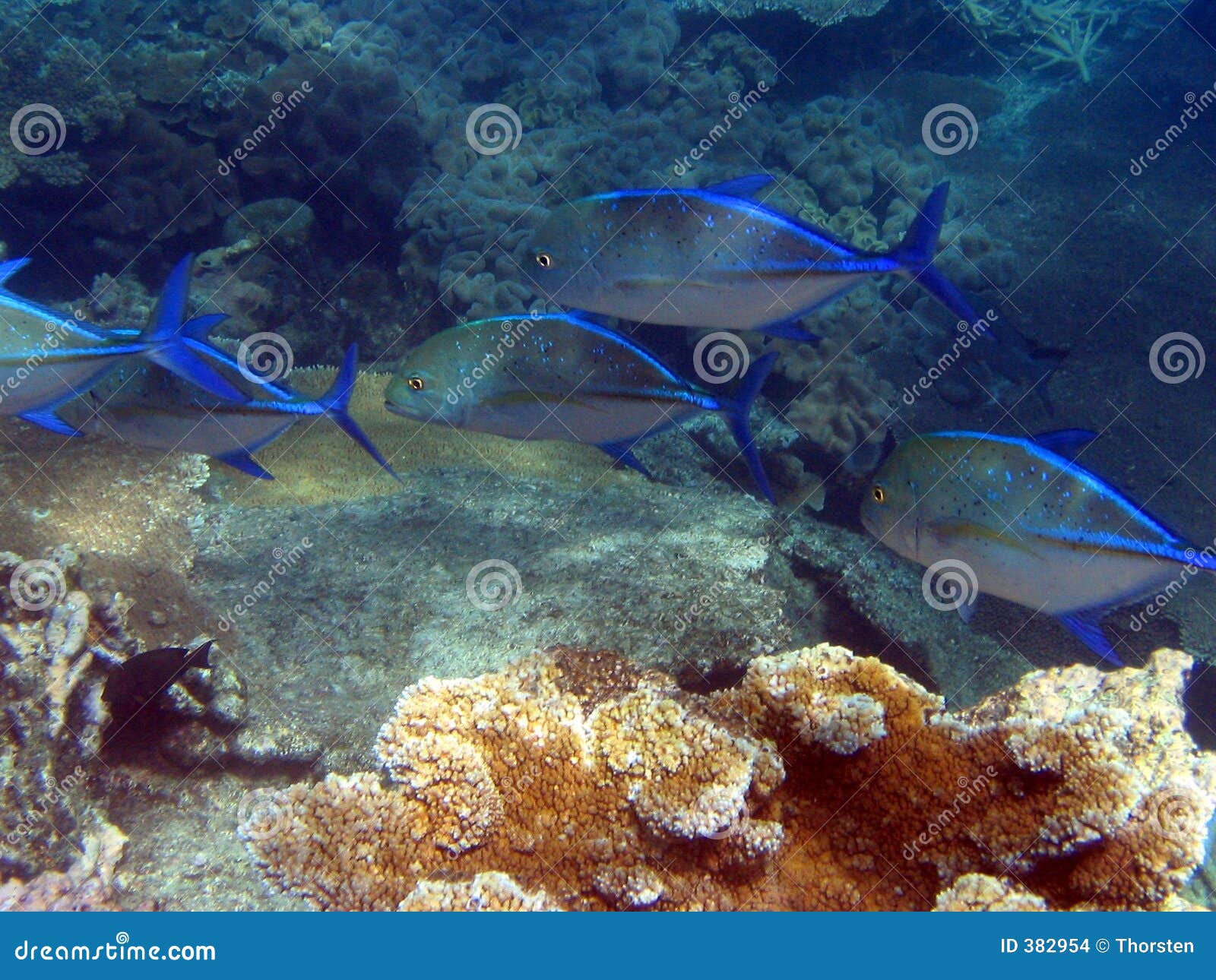 Great Barrier Reef, Underwater Stock Photo Image of australia, blue