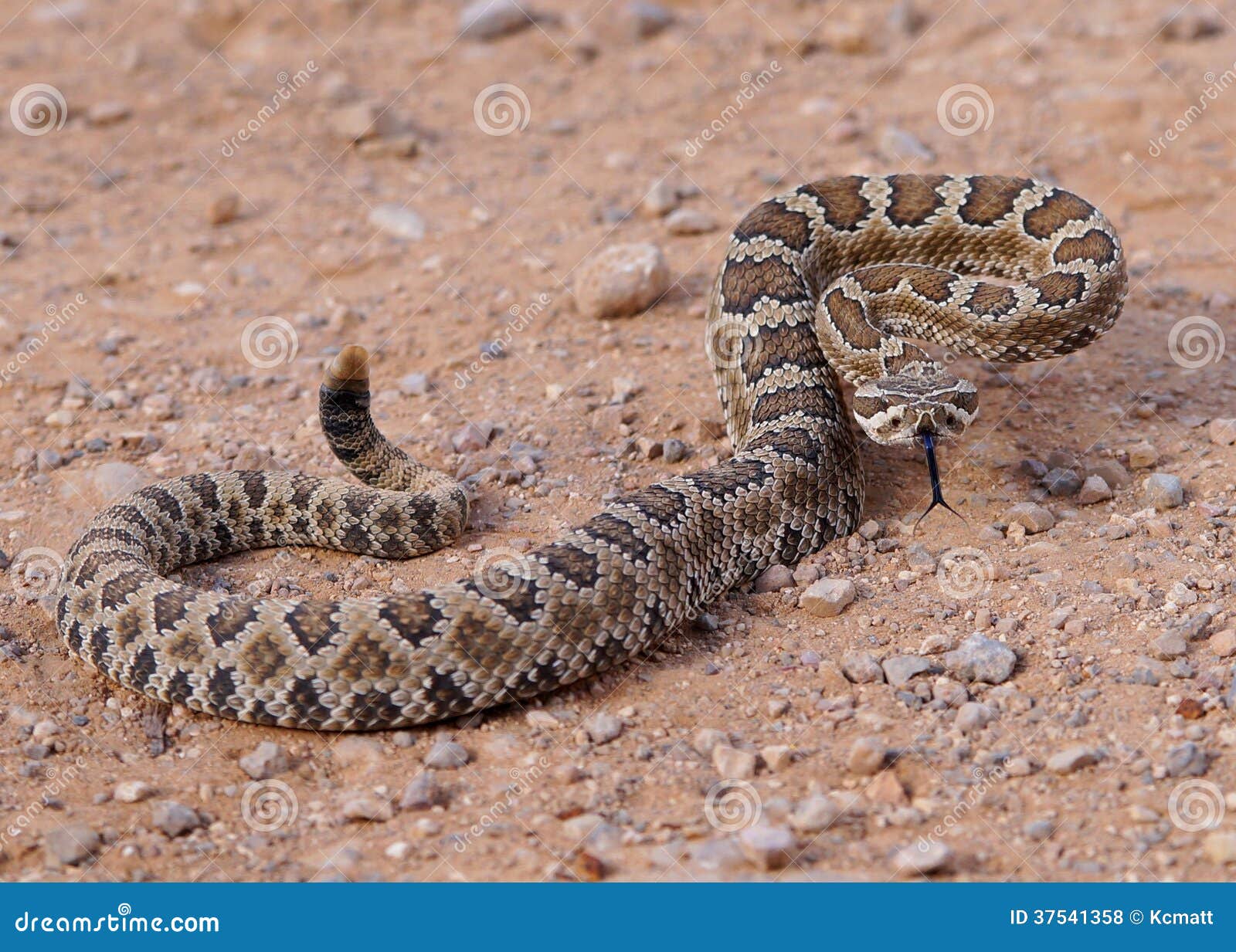 great basin rattlesnake, crotalus oreganus lutosus
