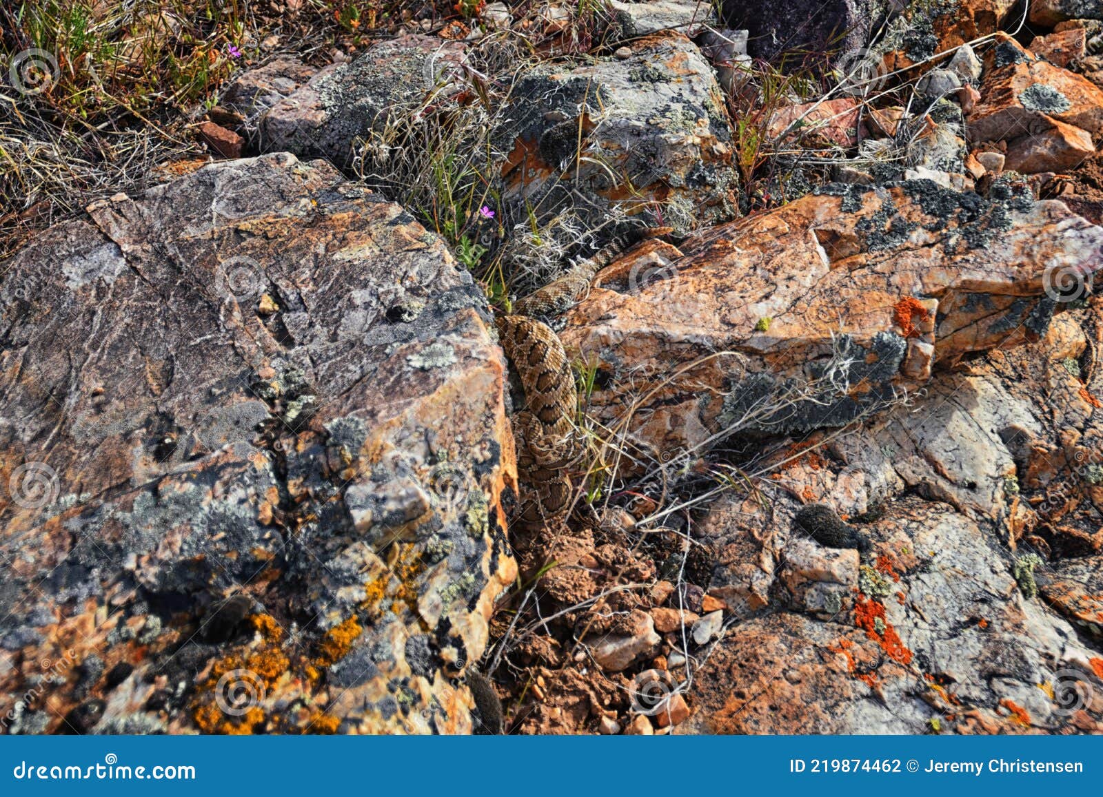 great basin rattlesnake subspecies of crotalus lutosus. sitting camouflaged in the sun warming on rocks by deer creek reservoir hi