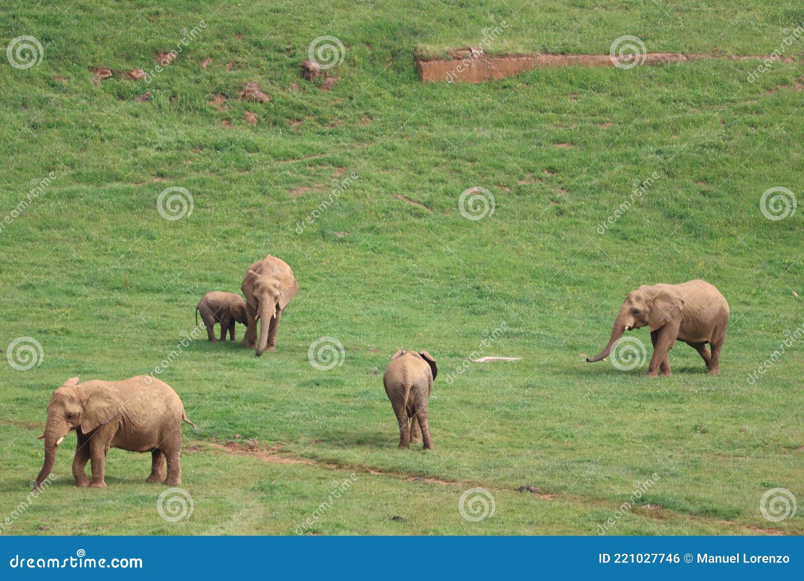 great beautiful wild animal elephants huge tusks