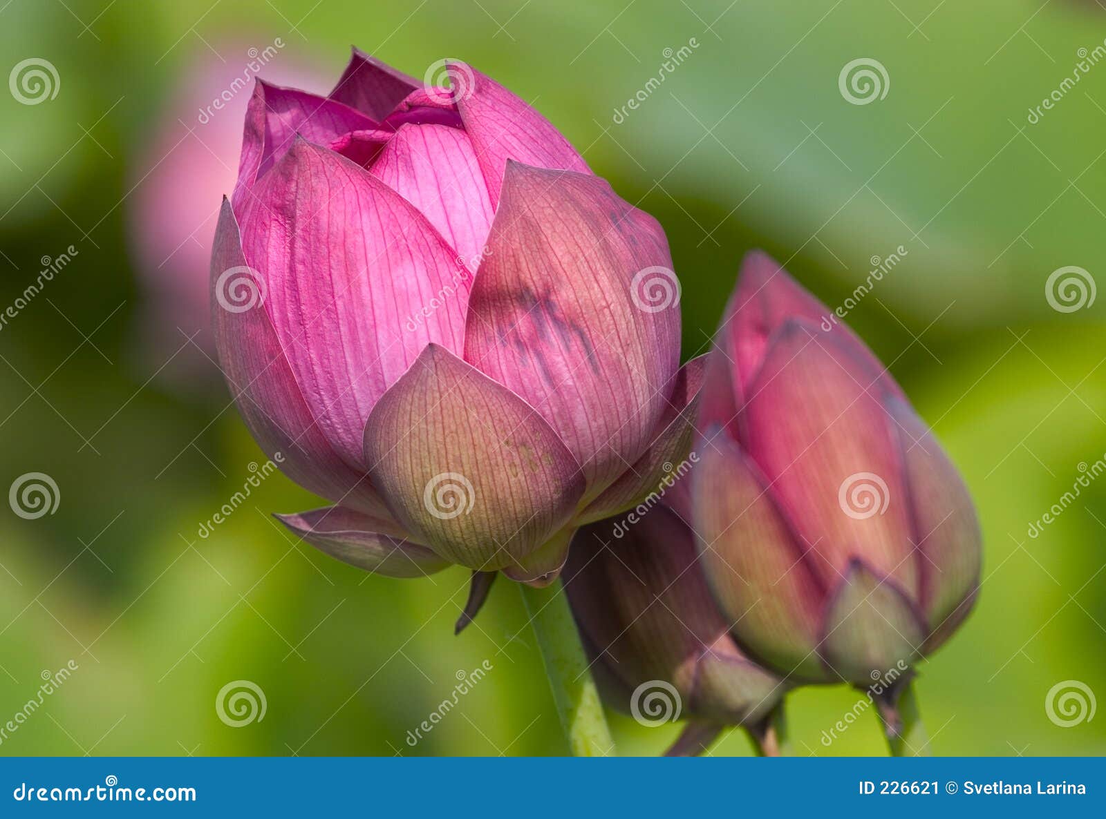 Lotus Bud Images – Browse 53,228 Stock Photos, Vectors, and Video