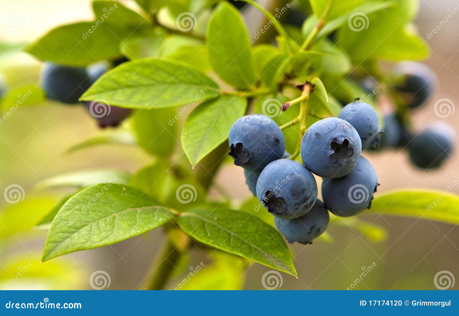 Great bilberry stock photo. Image of leaves, berries 17174120