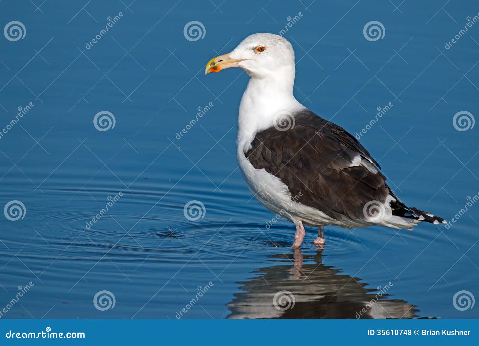 great black-backed gull