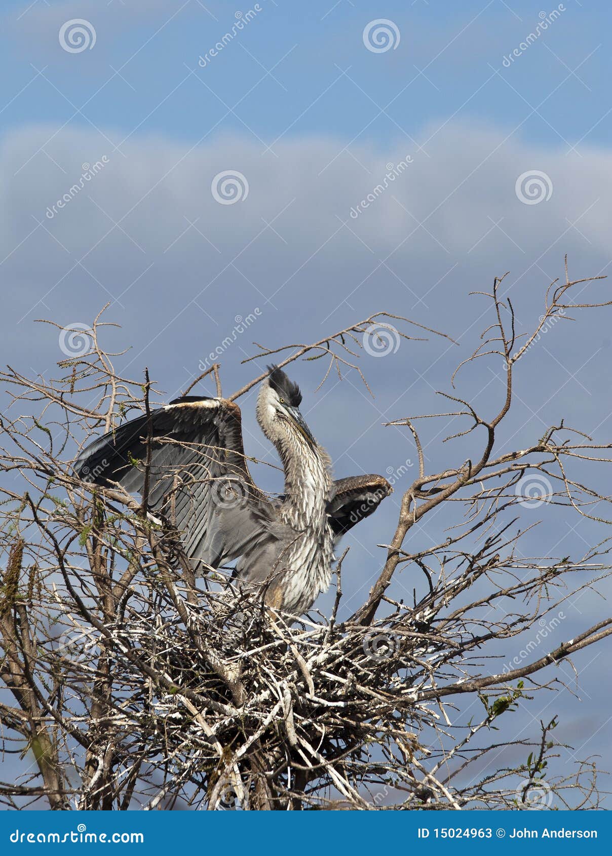 great blue heron