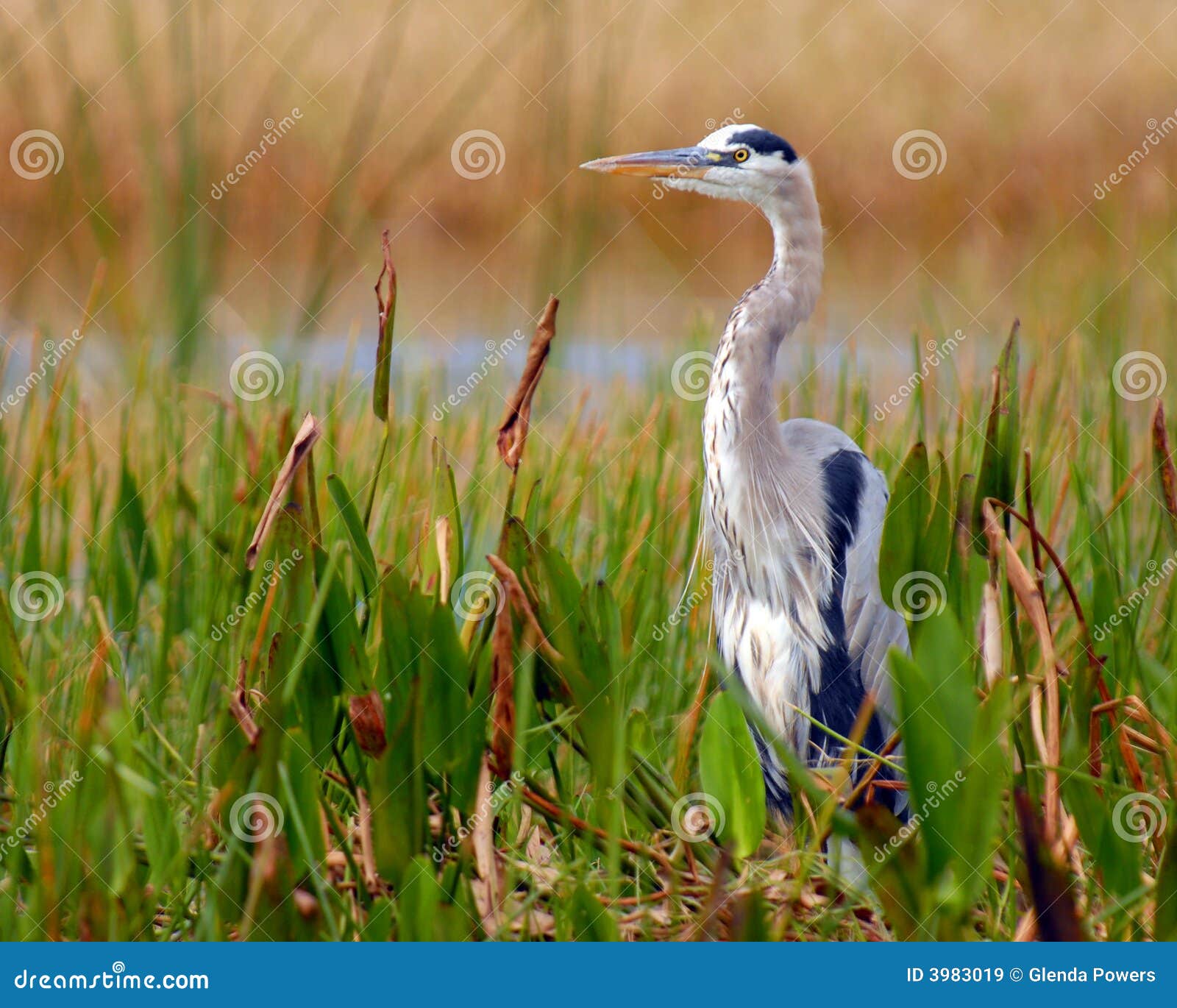 Great Blue Heron stock image. Image of beautiful, lake 3983019