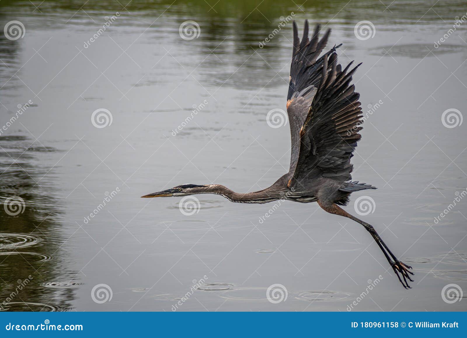 Great Blue Heron Above Water Surface Stock Photo - Image of great, feathering: 180961158