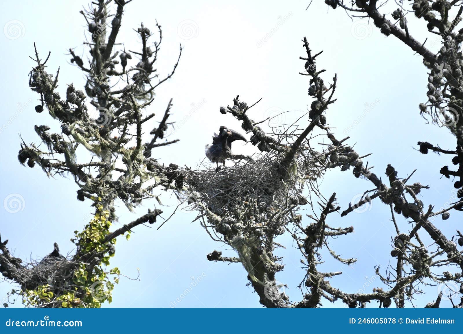 great blue heron chicks about five weeks old, 10.