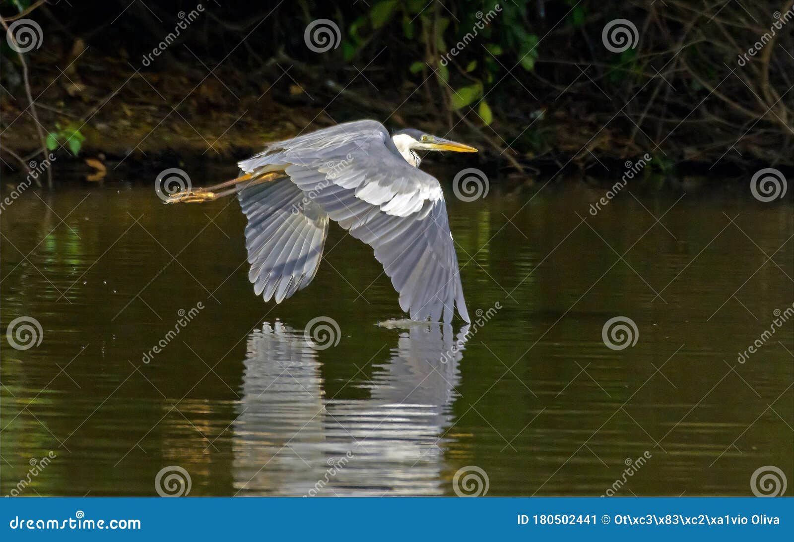 a great blue heron ardea herodias in flight, over piquiri river, pantanal, brazil