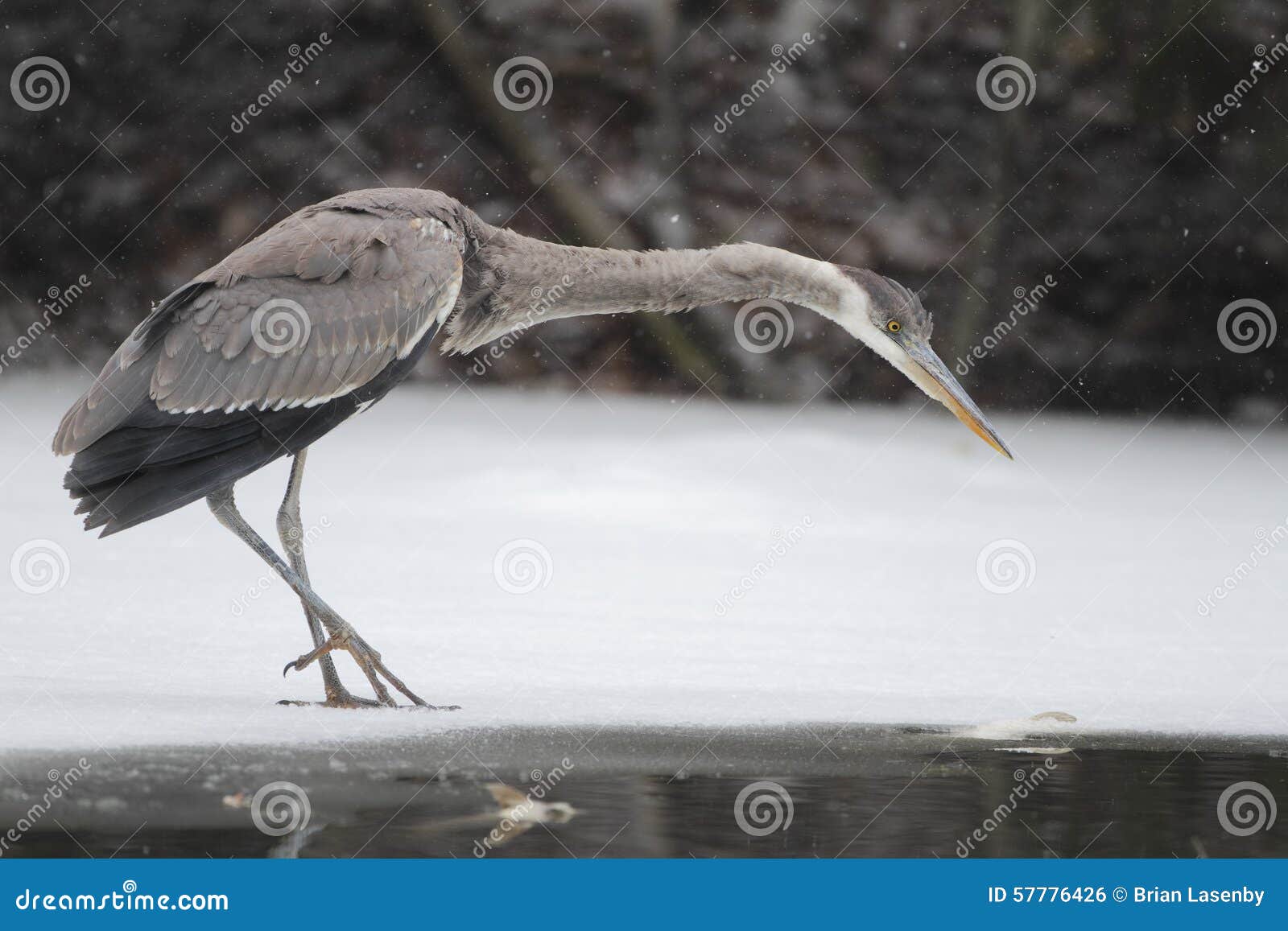 great blue heron (ardea herodias) hunting on a partially frozen