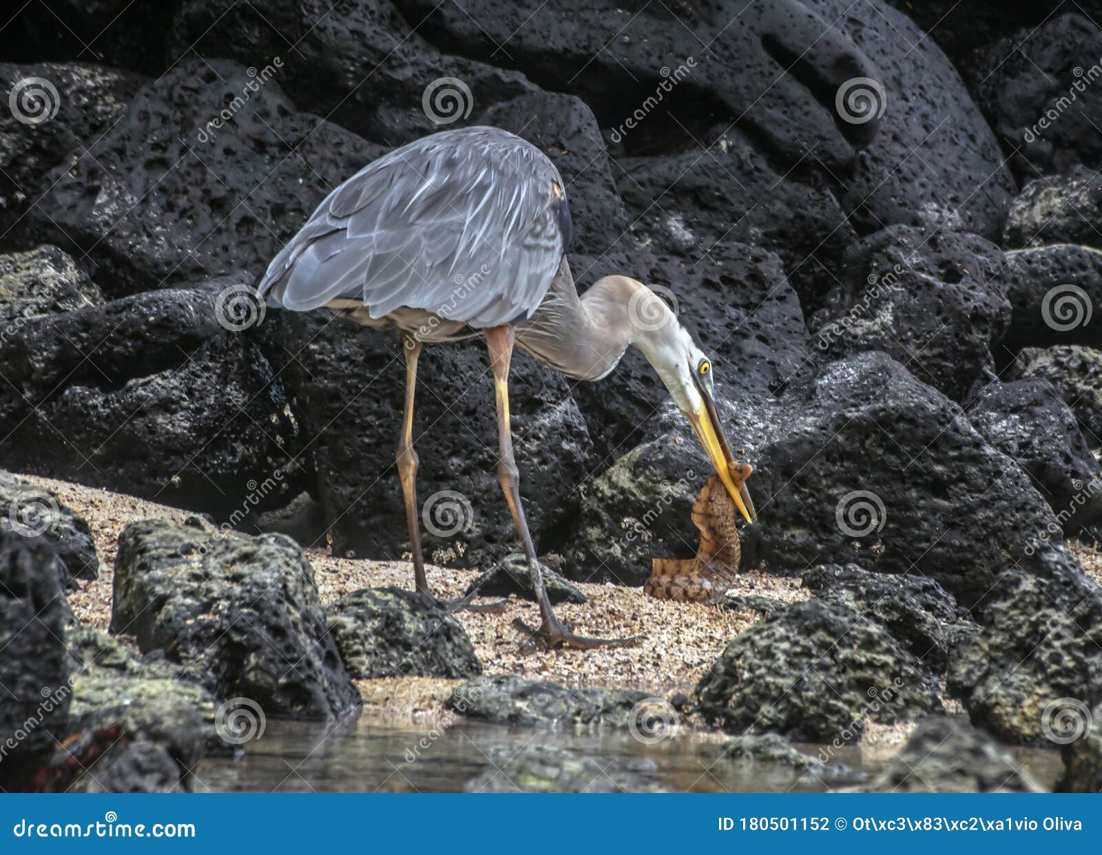 a great blue heron ardea herodias over volcanic rocks, in galapagos islands, ecuador.