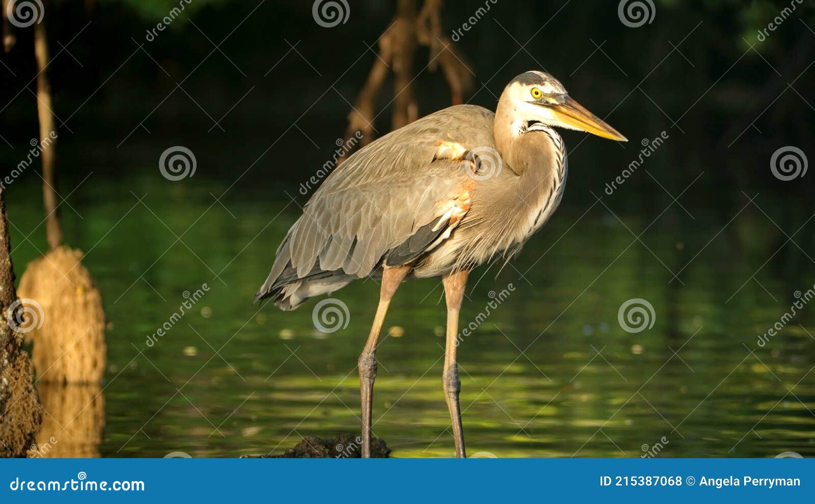 great blue heron in the galapagos islands