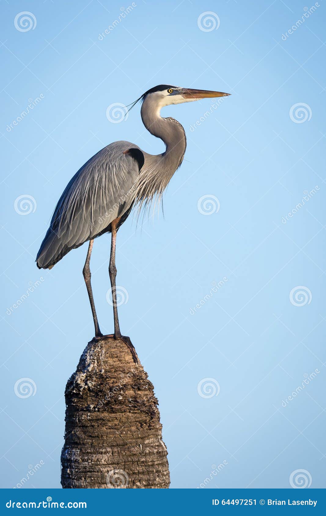 great blue heron (ardea herodias) perched on top of a palm tree