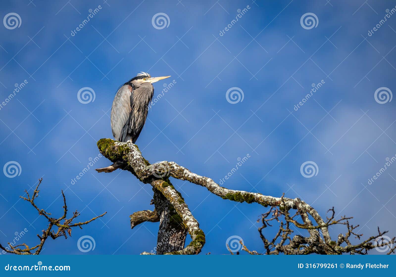 a great blue heron 