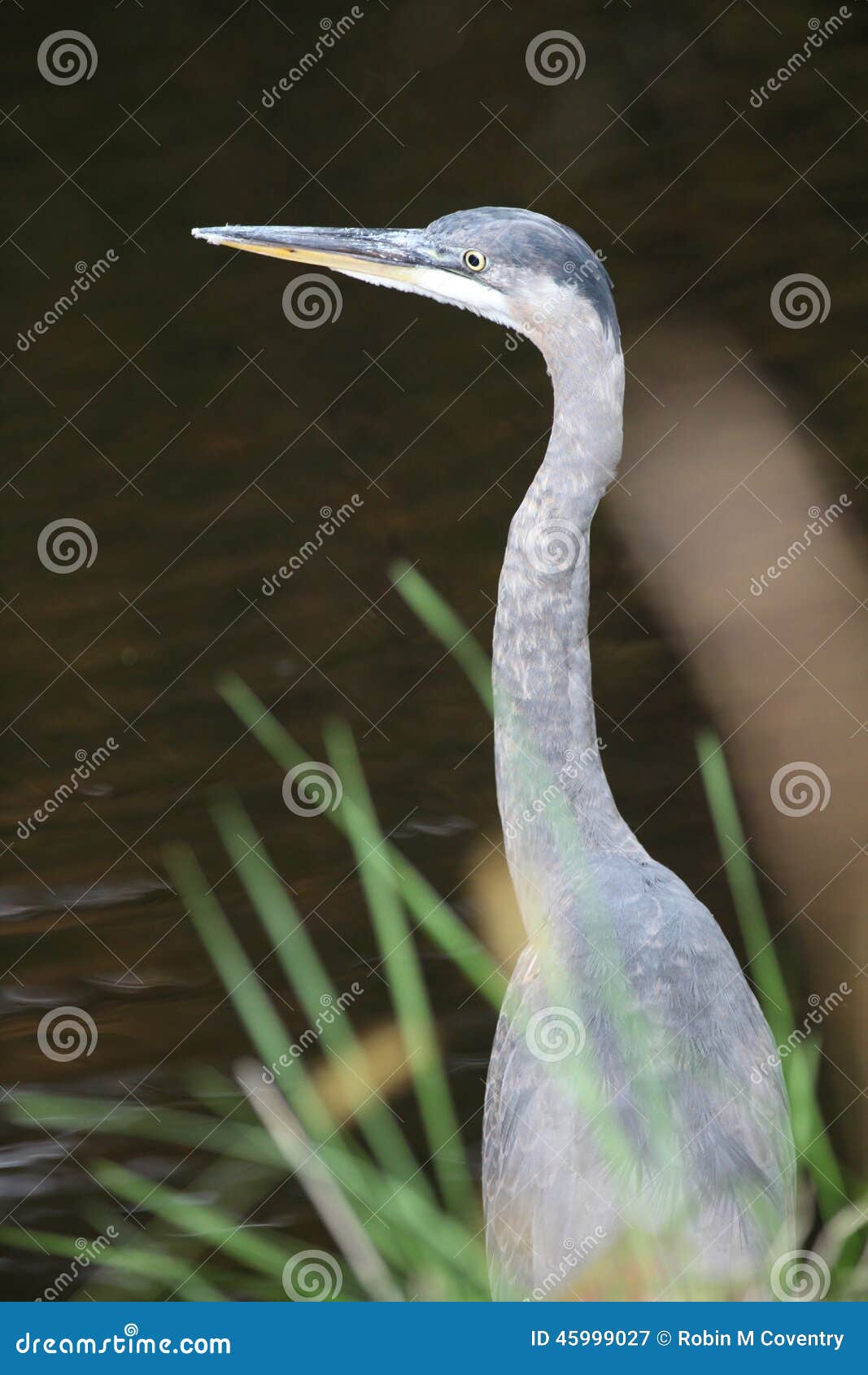 great blue heron