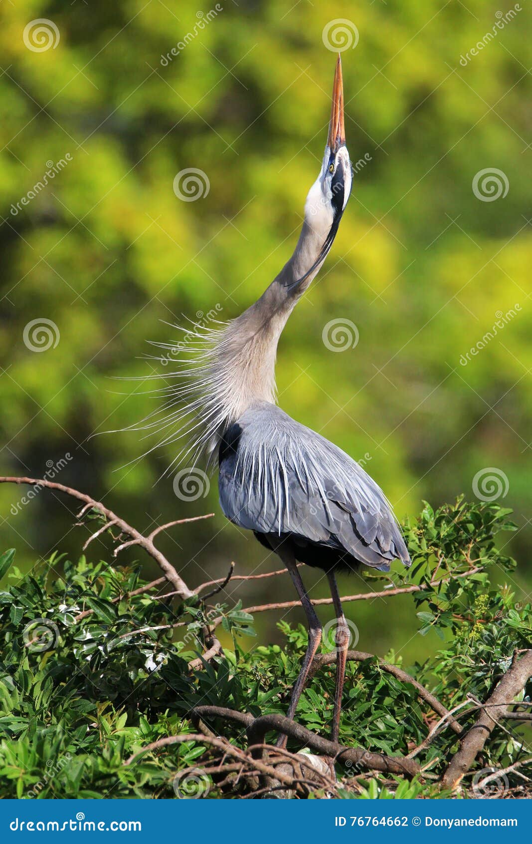 Great Blue Heron in Breading Display. Stock Photo Image of american