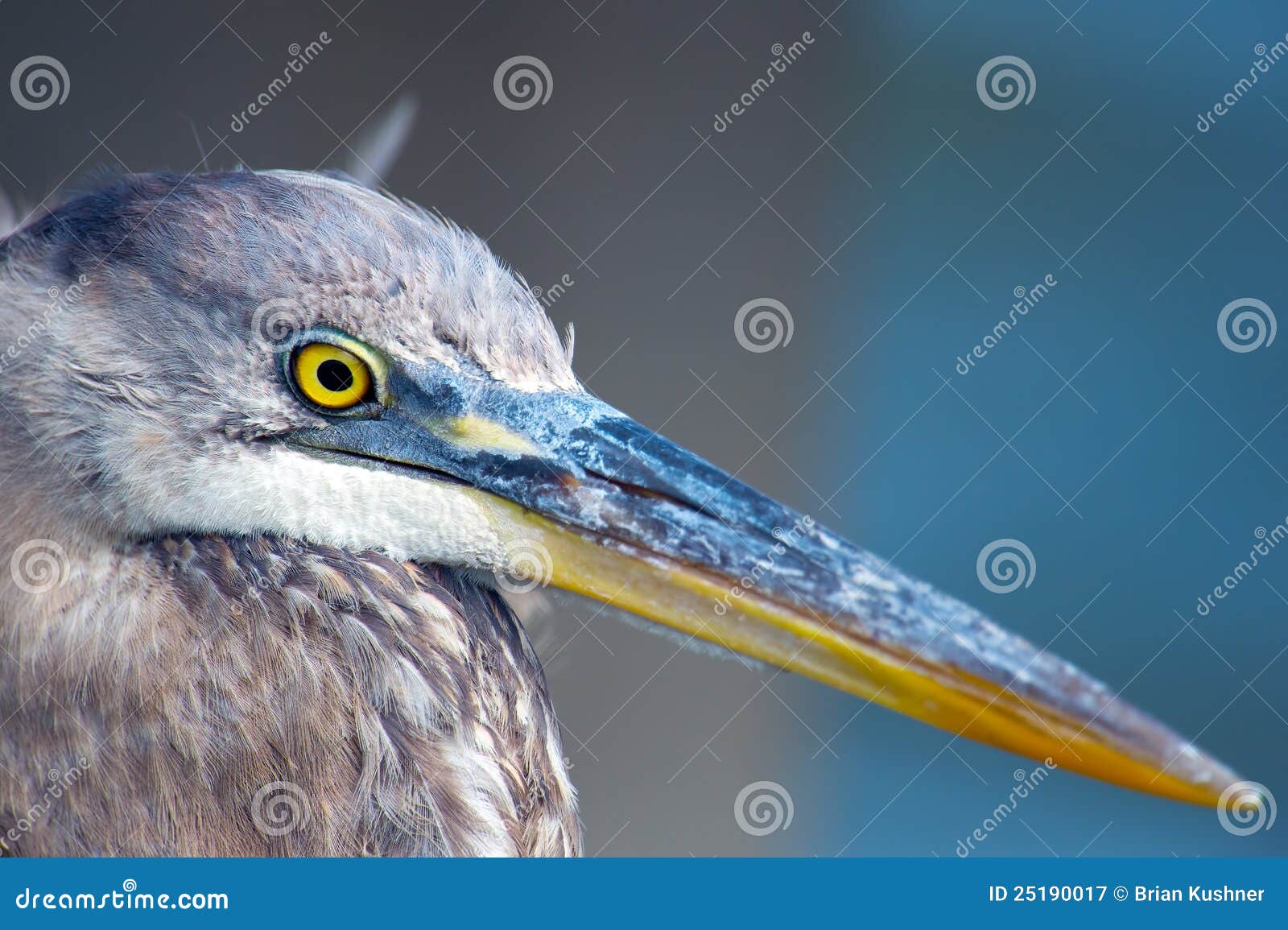 Great Blue Heron Close Up stock image. Image of swim 25190017
