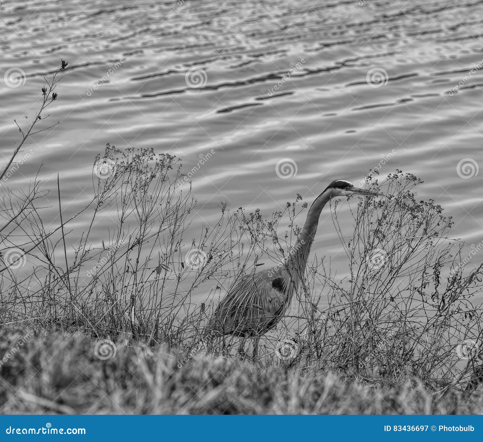 Great Blue Heron on Eastern Shore of Maryland Stock Image - Image of ...