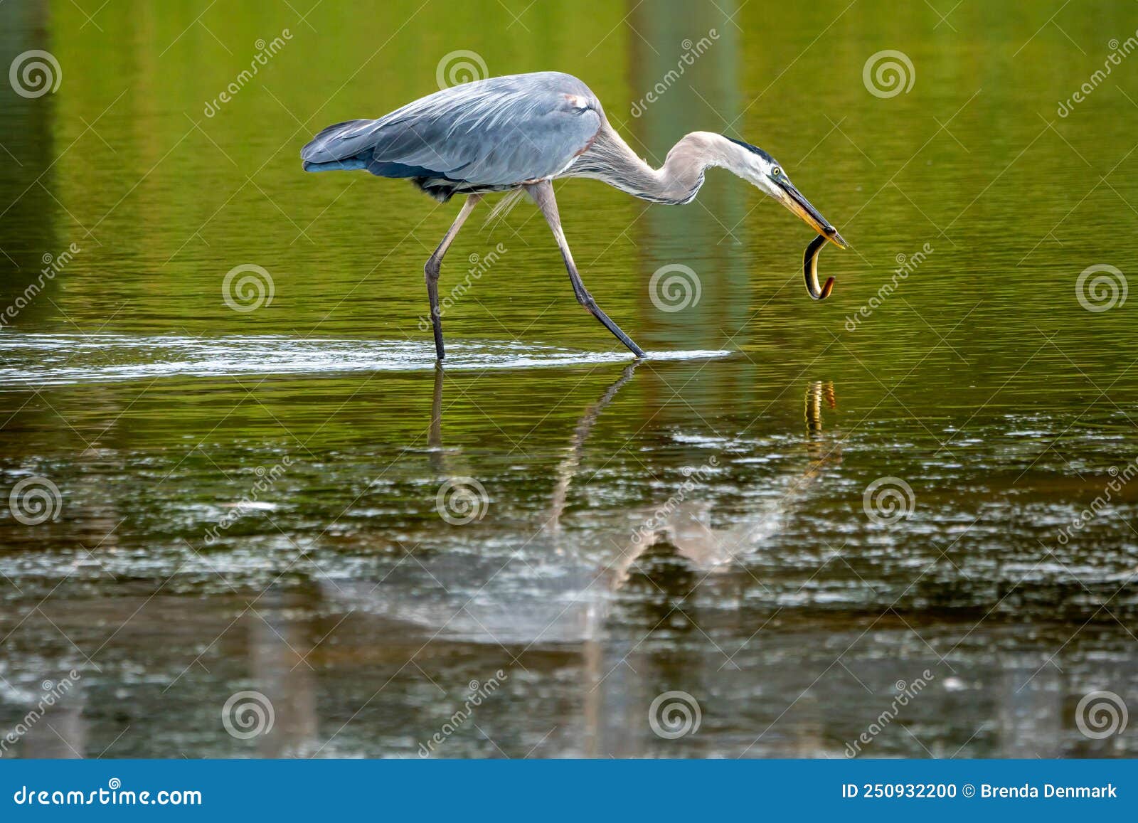 Great Blue Heron Eating an Eel in Huntington Beach State Park Stock ...