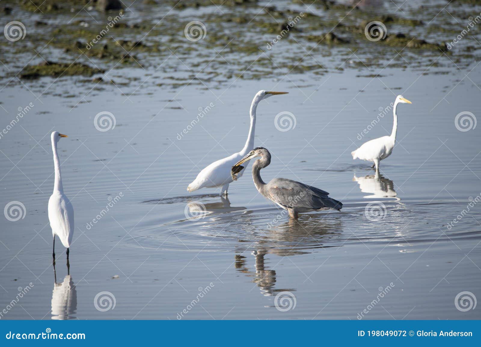 great blue heron with a fish