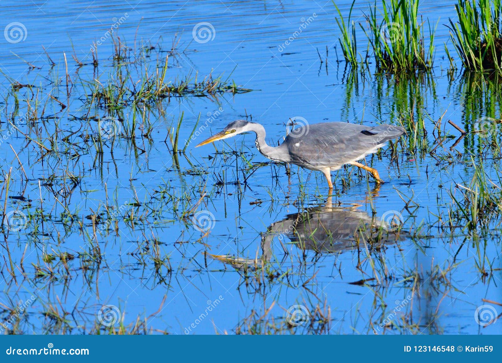 Great Blue Heron while Fishing Stock Photo - Image of fauna, fish ...