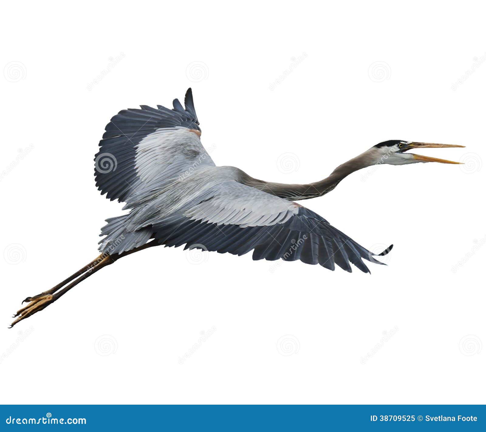 Great Blue Heron in Flight stock image. Image of birds 38709525