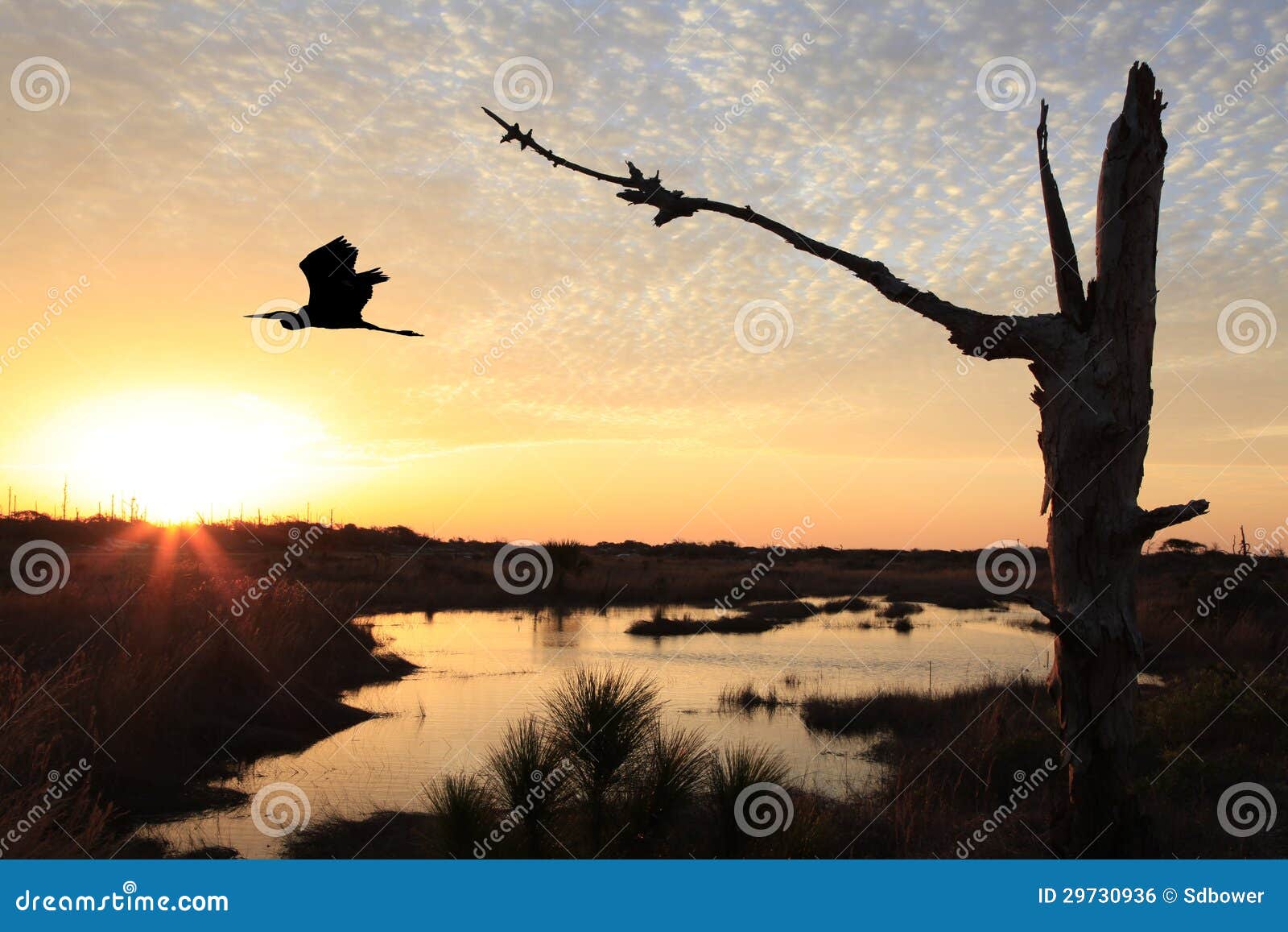 Blue Heron Returning from the Beach at Sunrise Stock Photo Image of florida, ardea 29730936