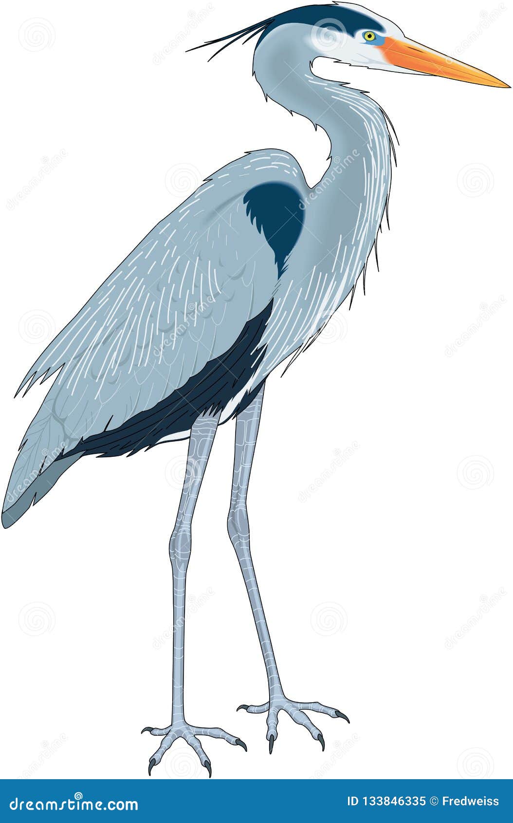 great blue heron 