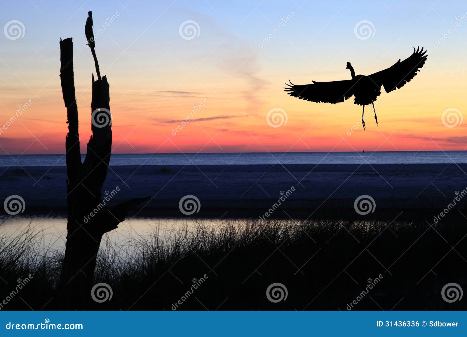 Great Blue Heron Landing on Beach at Sunset Stock Photo Image of