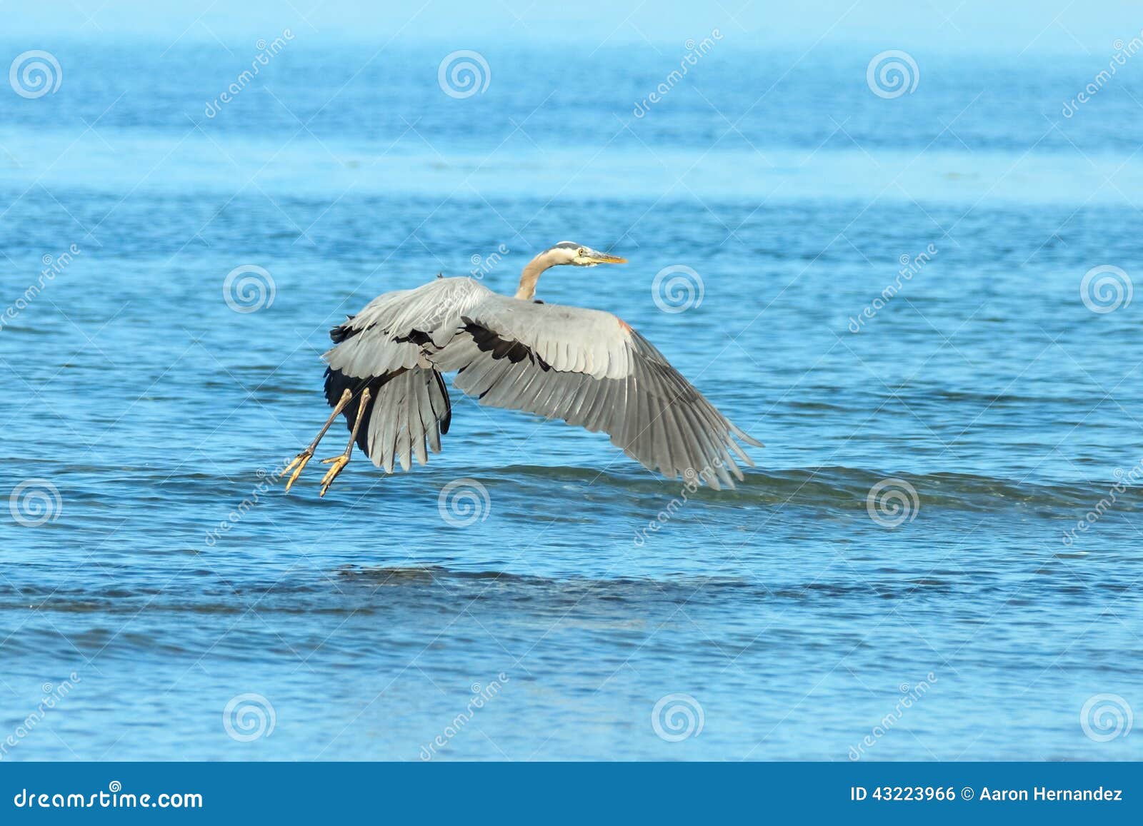 Great Blue Heron Looks for Food Stock Photo Image of shinny, long