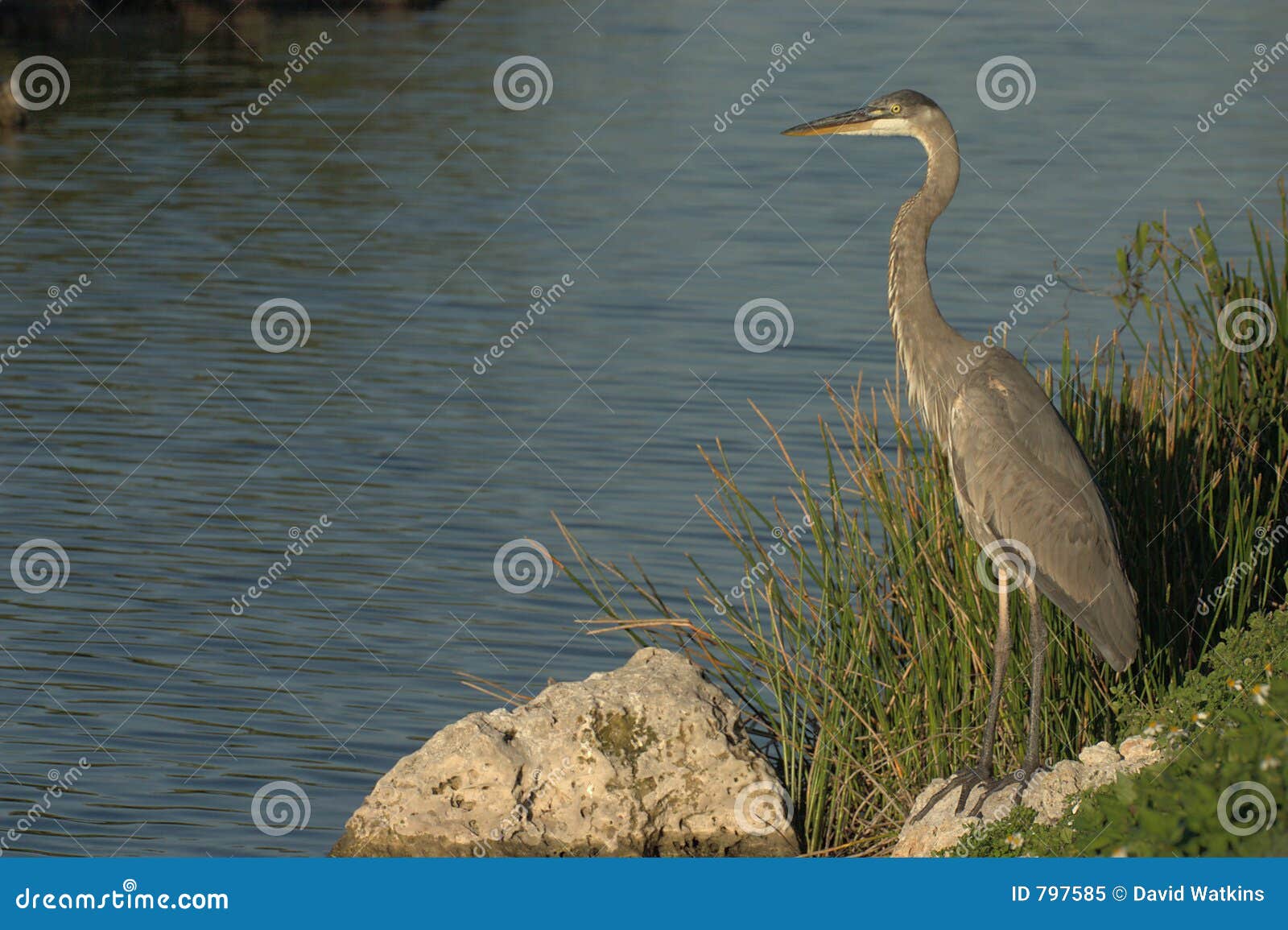 great blue heron looks for last catch of the day