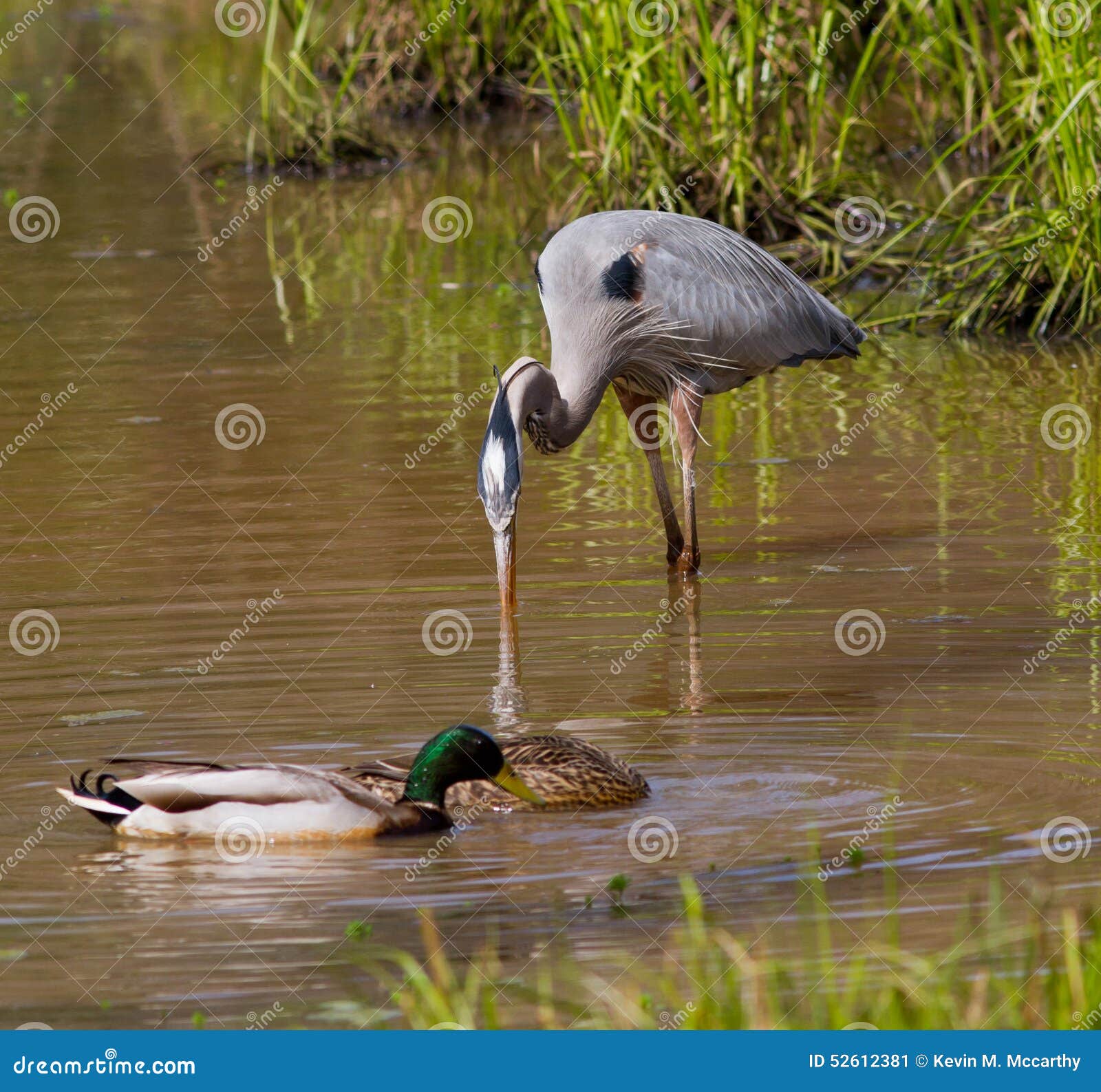 Great Blue Heron and Mallard Ducks Stock Image Image of shore, ardea