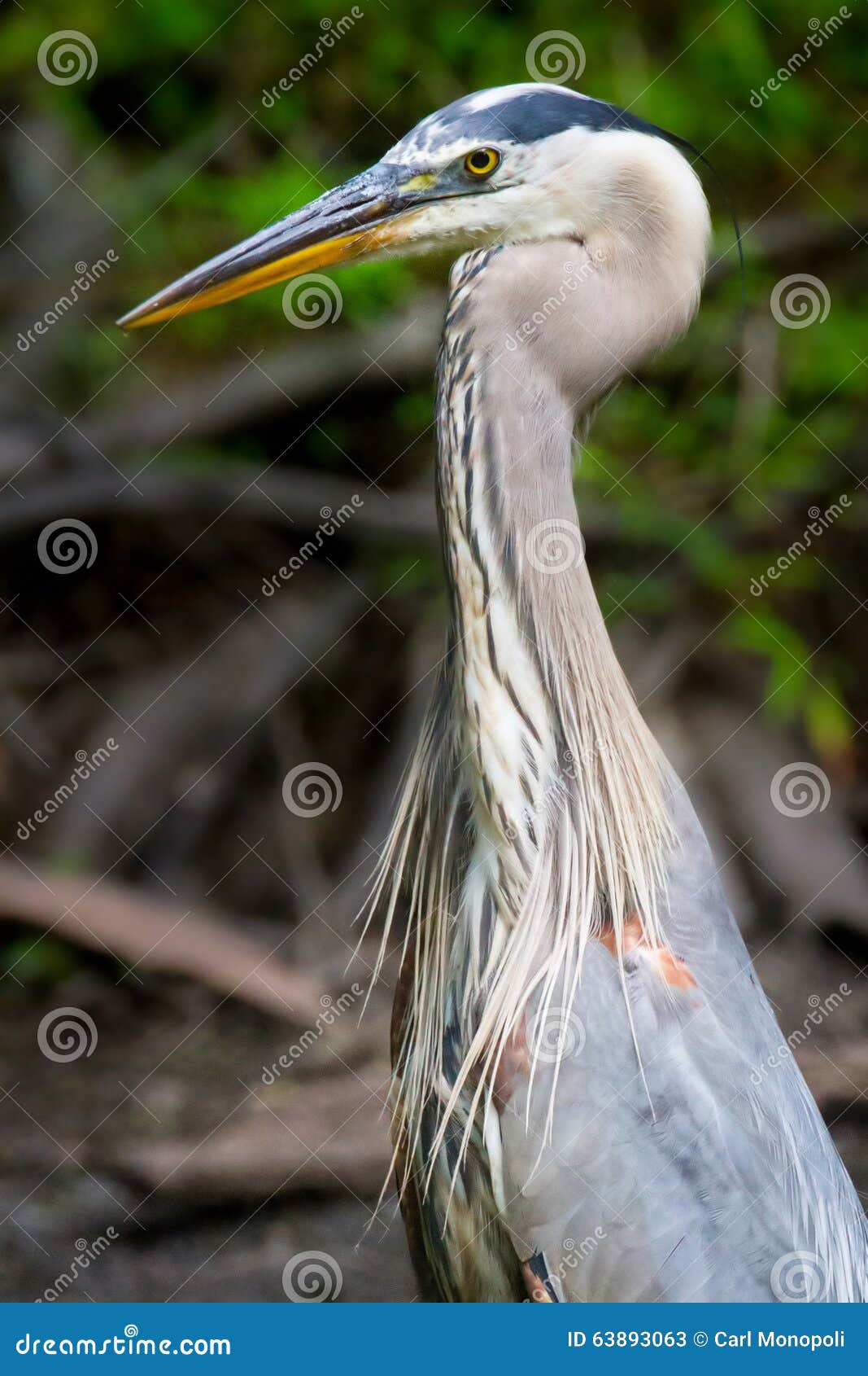 great-blue-heron-neck-elongated-kinked-63893063.jpg