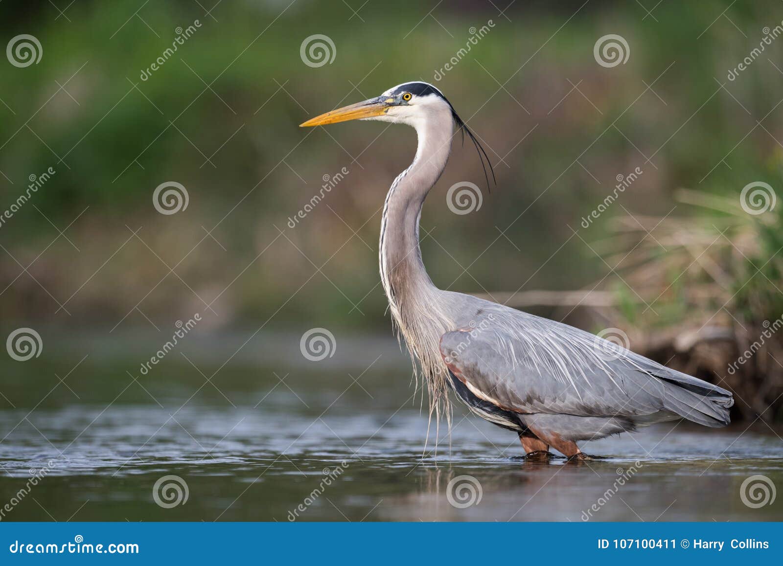 A Great Blue Heron in PA stock image. Image of shore 107100411